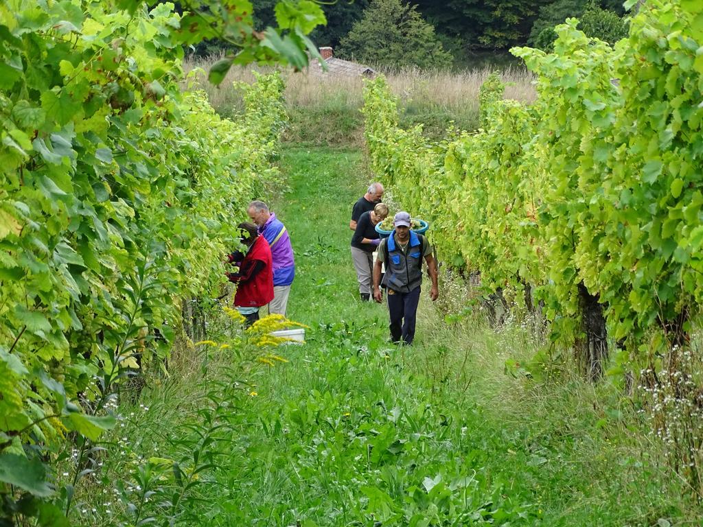 Farm Frank Ozmec Gospodarstwo agroturystyczne Ljutomer