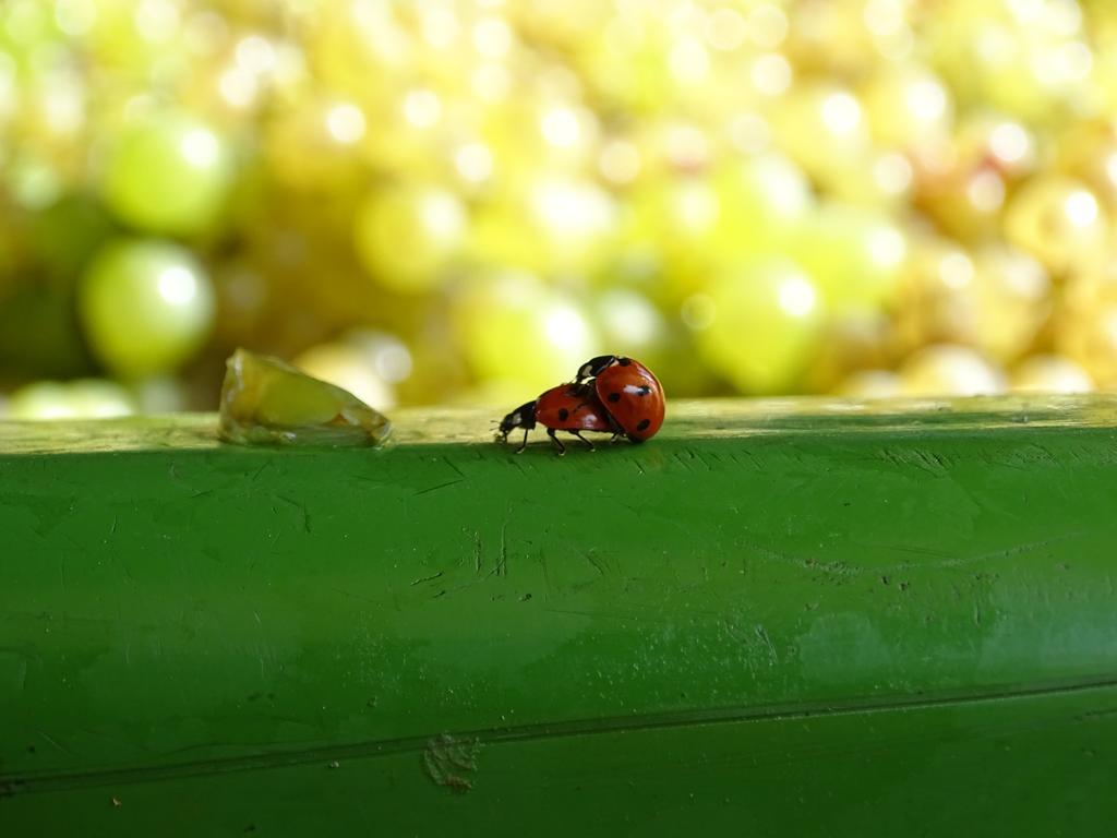 Farm Frank Ozmec Gospodarstwo agroturystyczne Ljutomer
