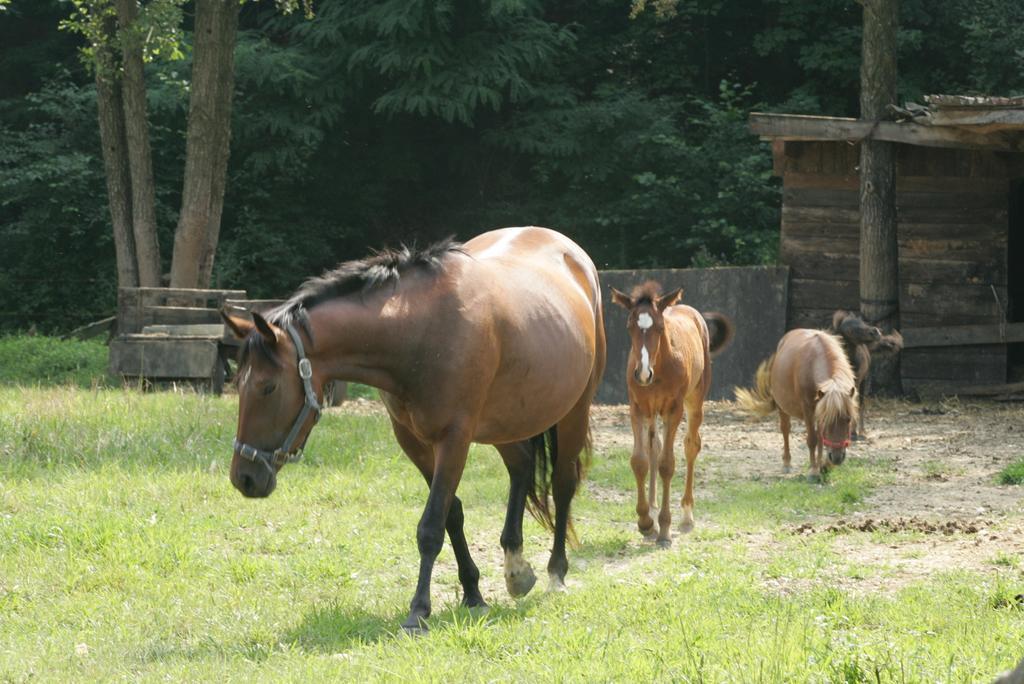 Farm Frank Ozmec